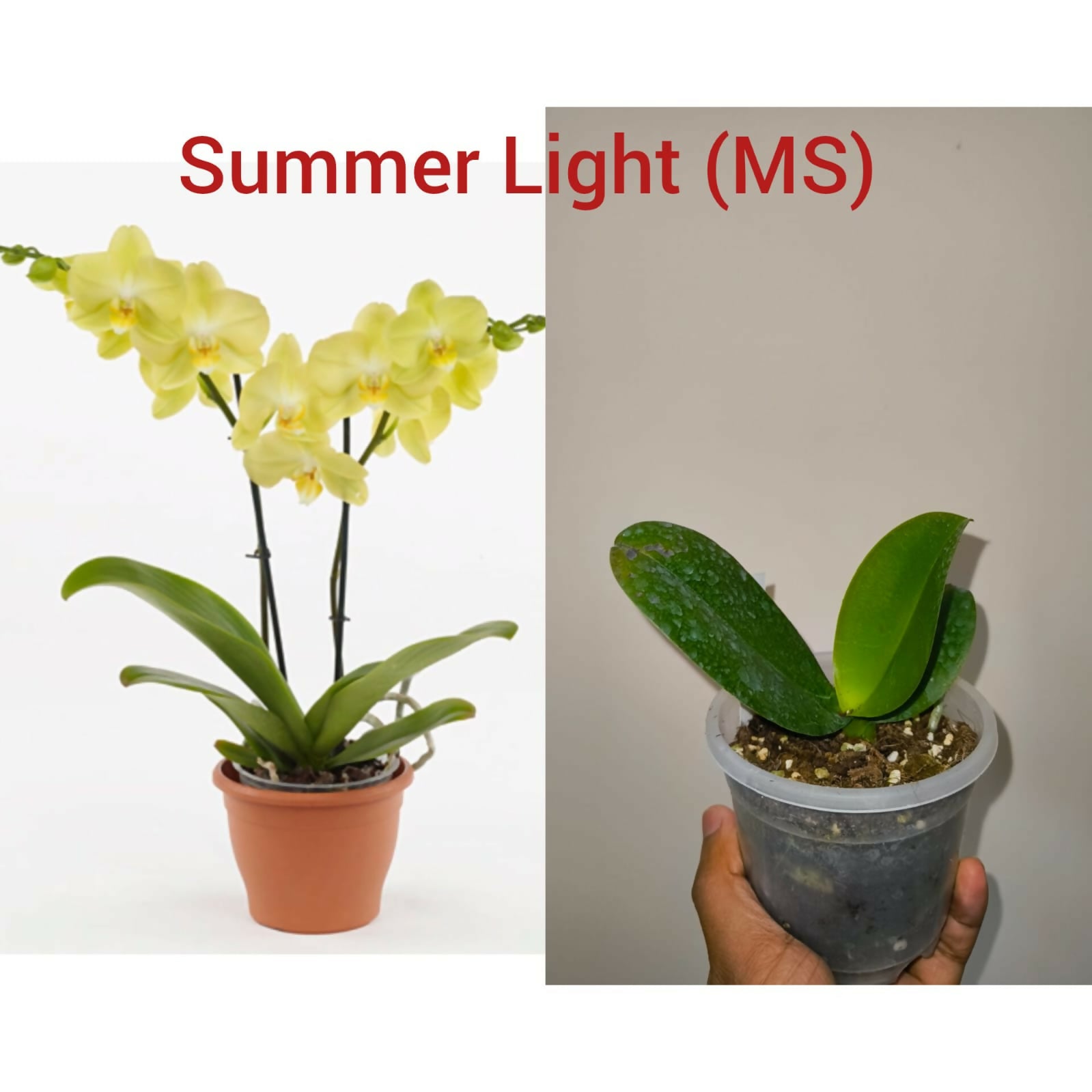 Phalenopsis Orchid Summer Light (MS)