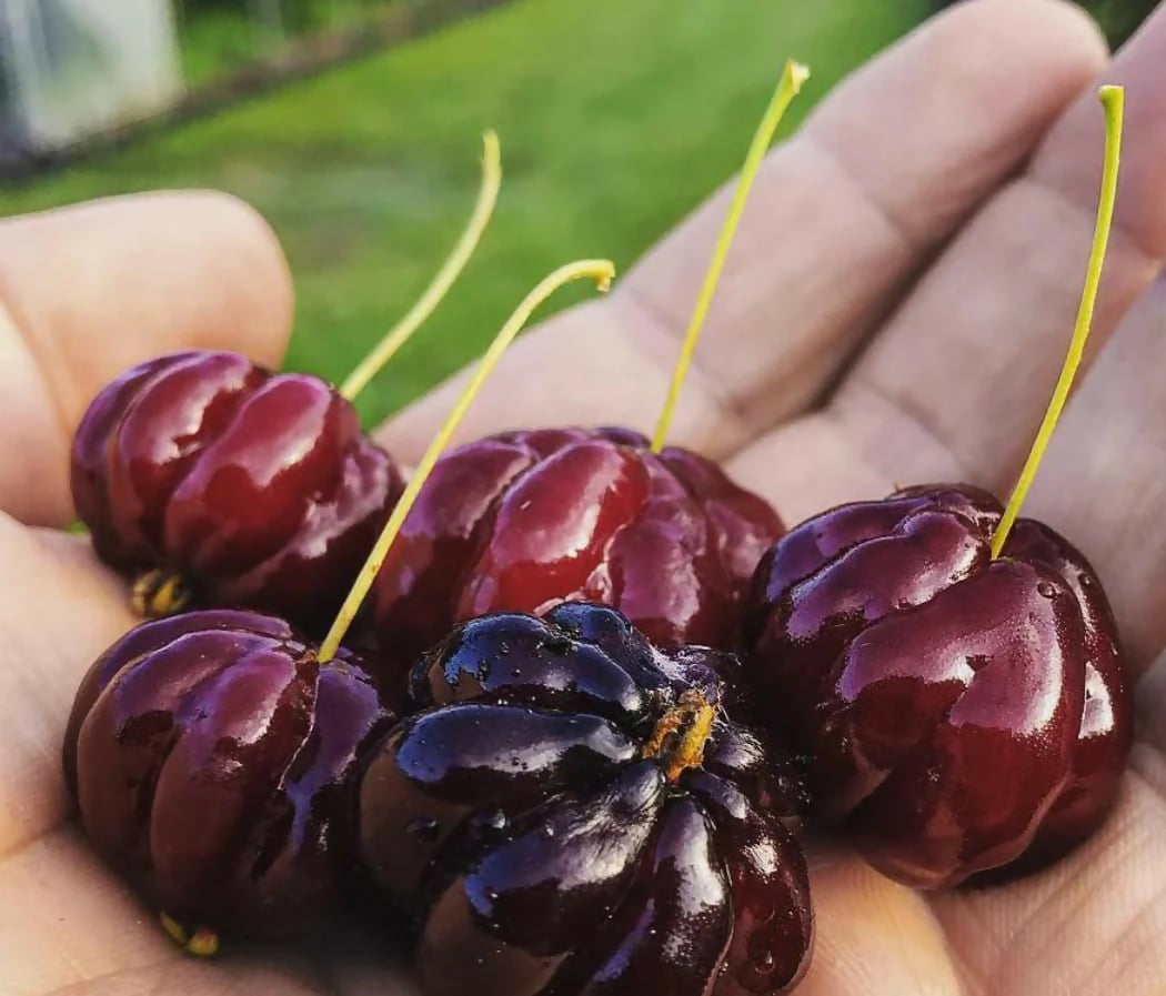 Black Surinam Cherry – Premium Live Grafted - Keyfarm Wayanad