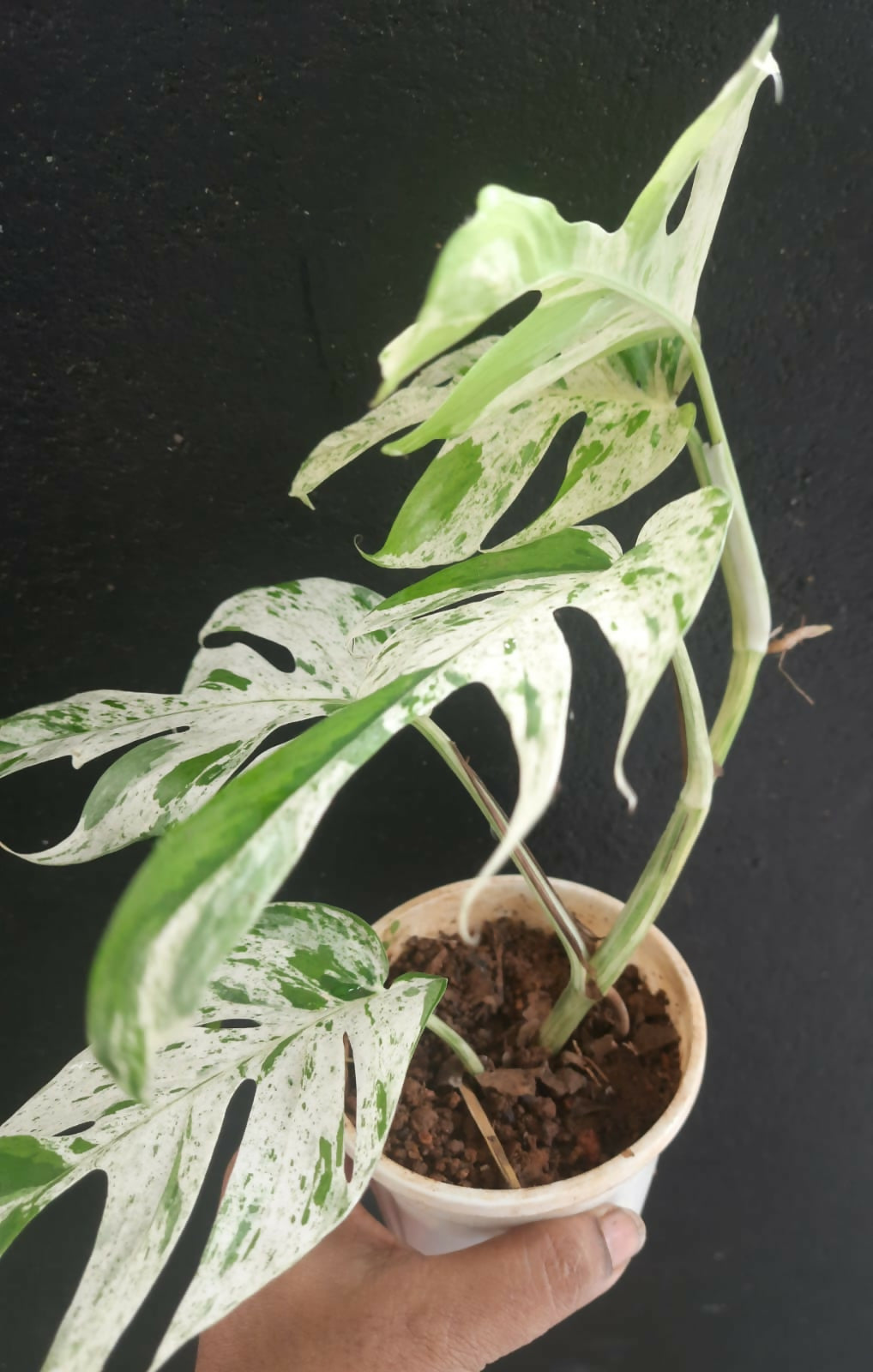 Epipremnum Pinnatum Marble Variegated philodendron