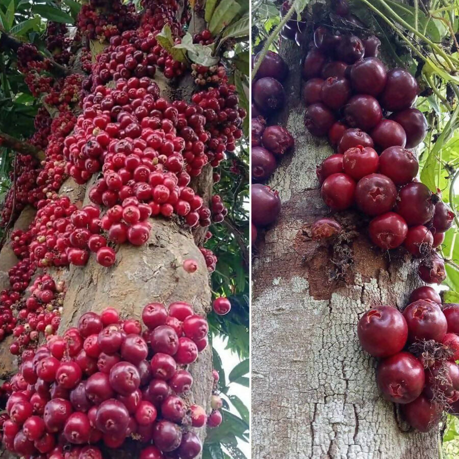 Ruruhi Fruit Plant (Syzygium Sulawesi)