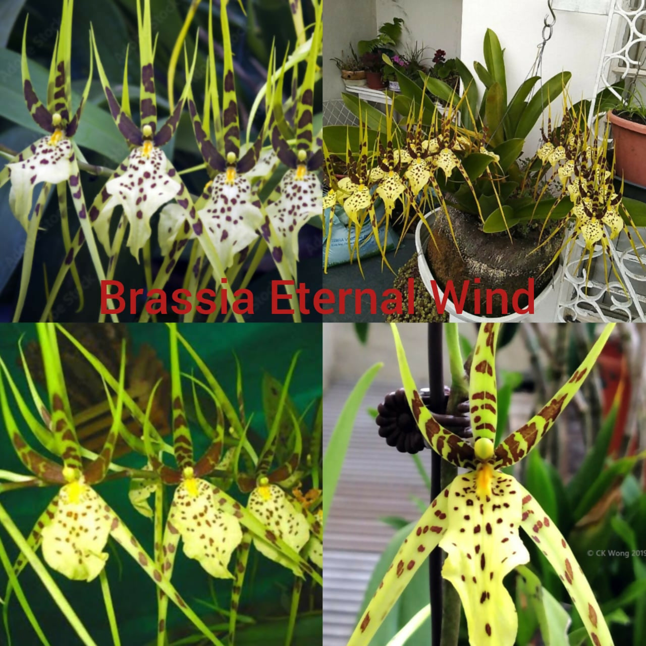 Oncidium Orchid Brassia Eternal Wind