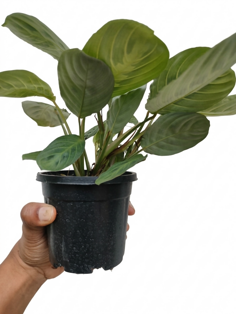 Lemon Lime Maranta Bushy Indoor Plant