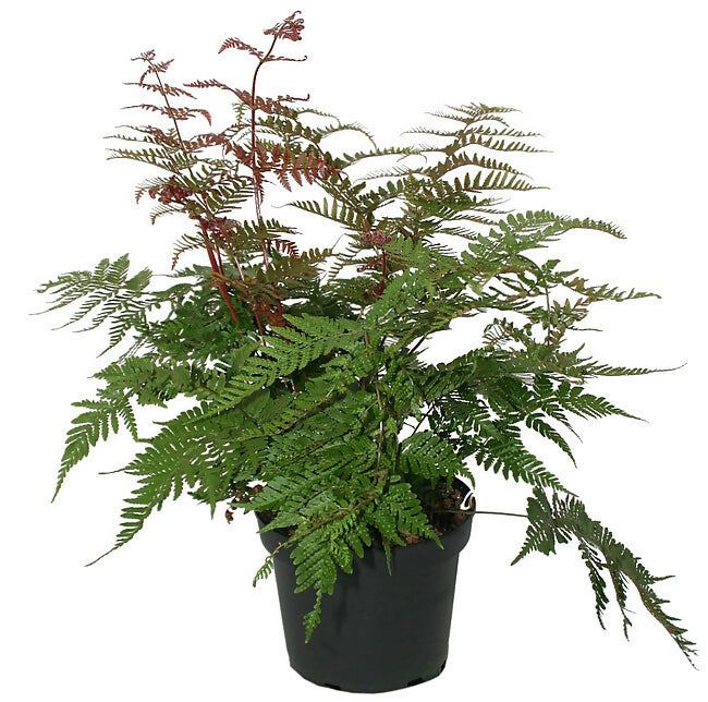 Dryopteris koidzumiana fern