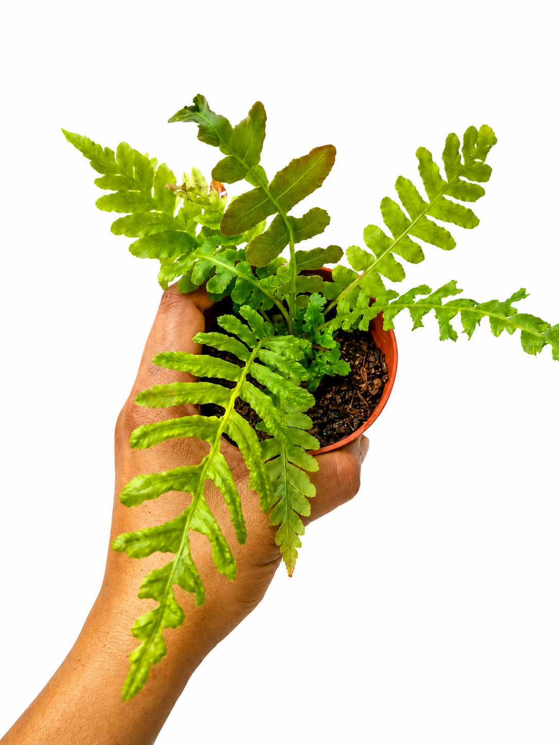 Volcano Fern