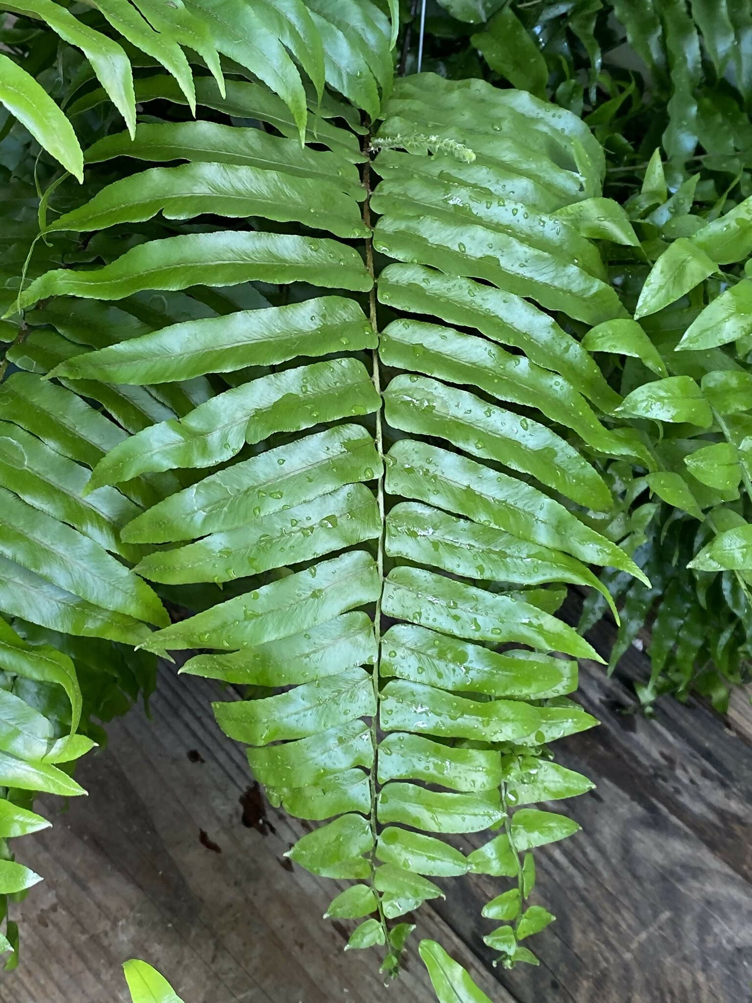 Macho Fern – Jiffy Starter TC Plant - Ethereal DNA