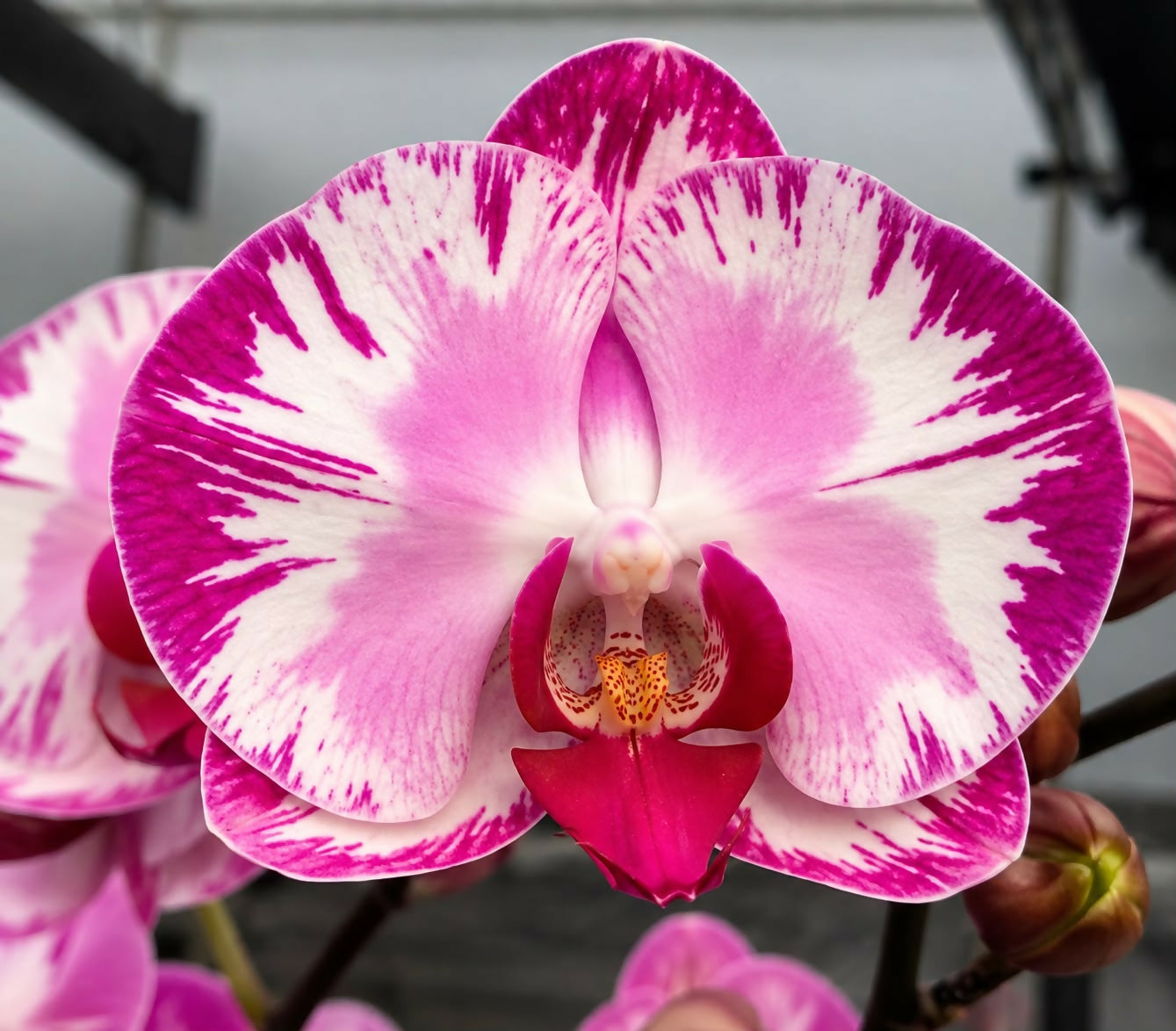 Phalaenopsis-KD040