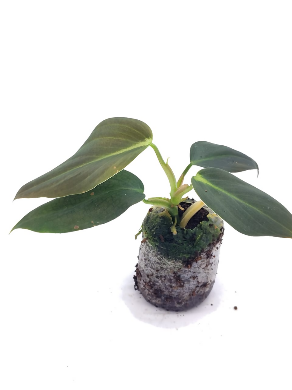 Philodendron gigas
