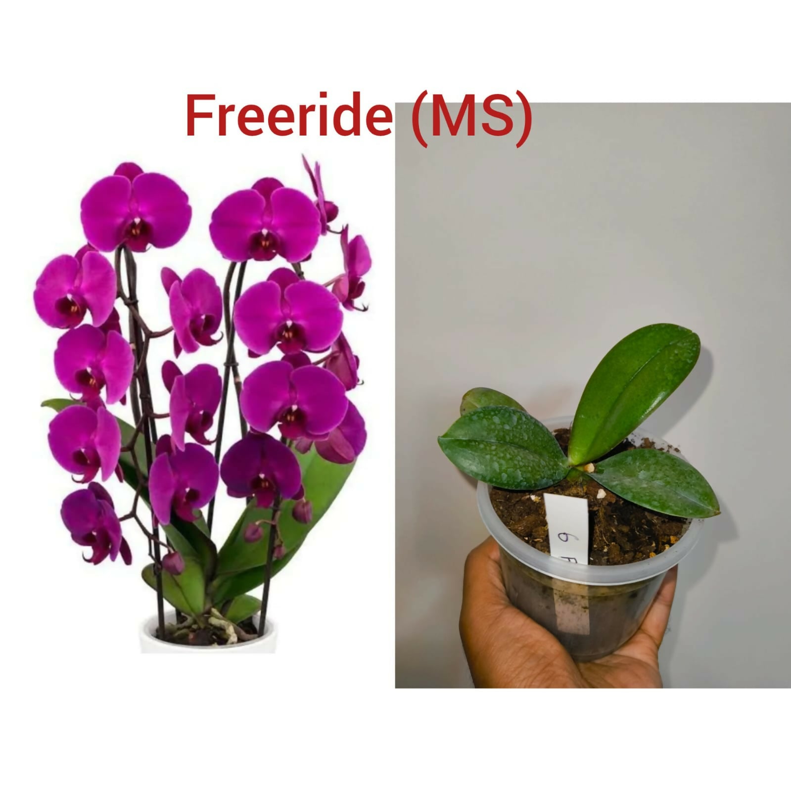 Phalenopsis orchid- Freeride (MS)
