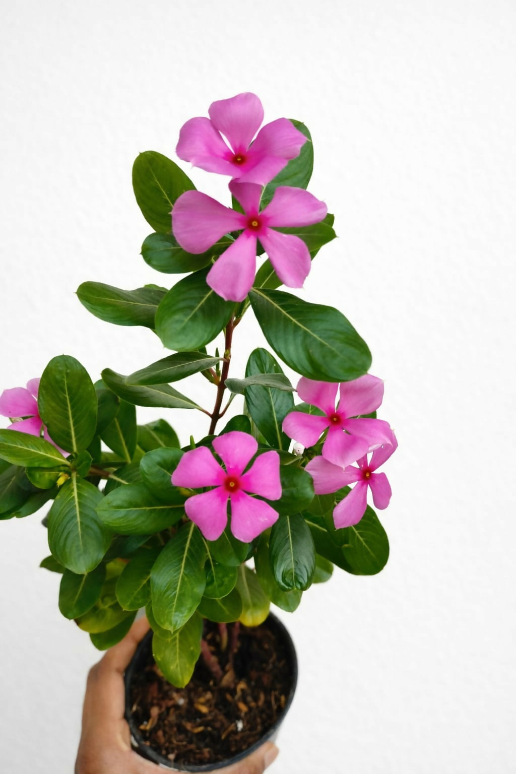 Vinca