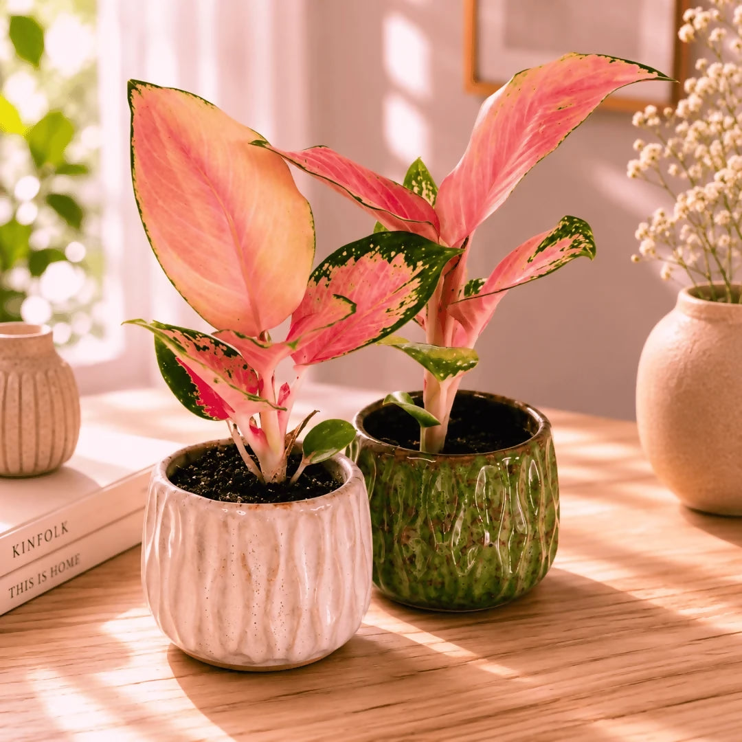 Aglaonema china red