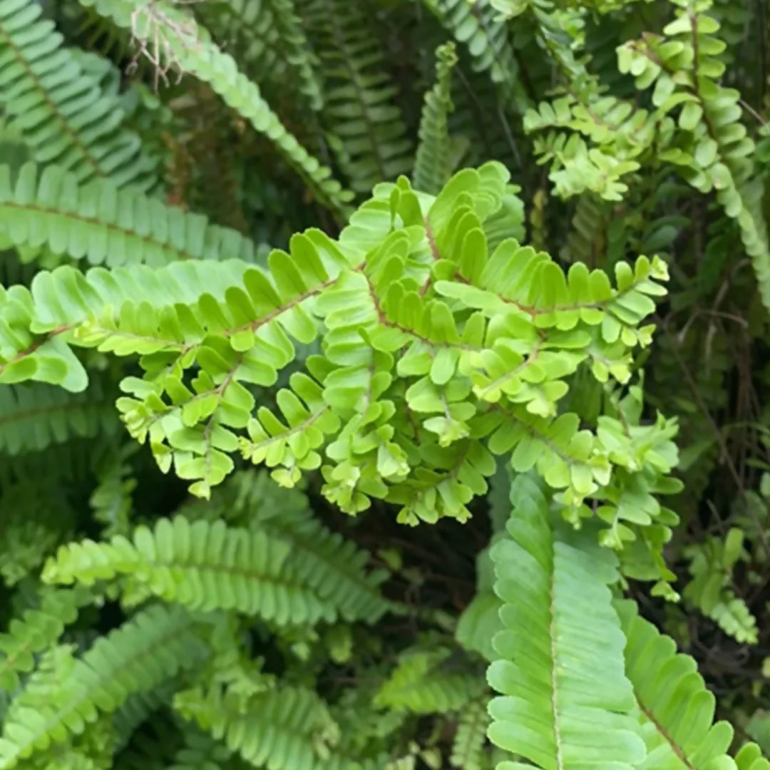 Petticoat Fern