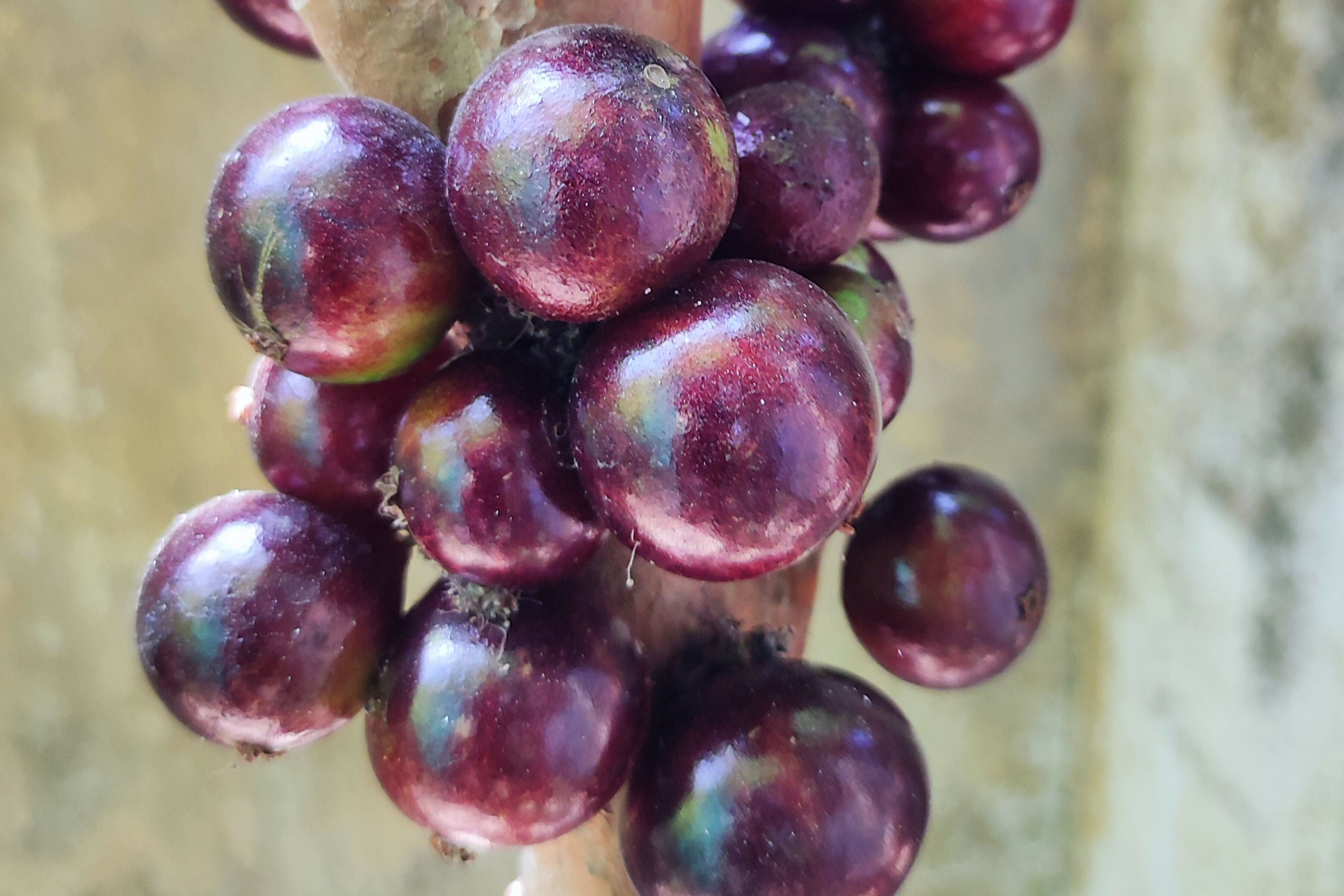 Jaboticaba Red Hybrid Fruit Plant (Plinia Cauliflora X Plinia Aureana)