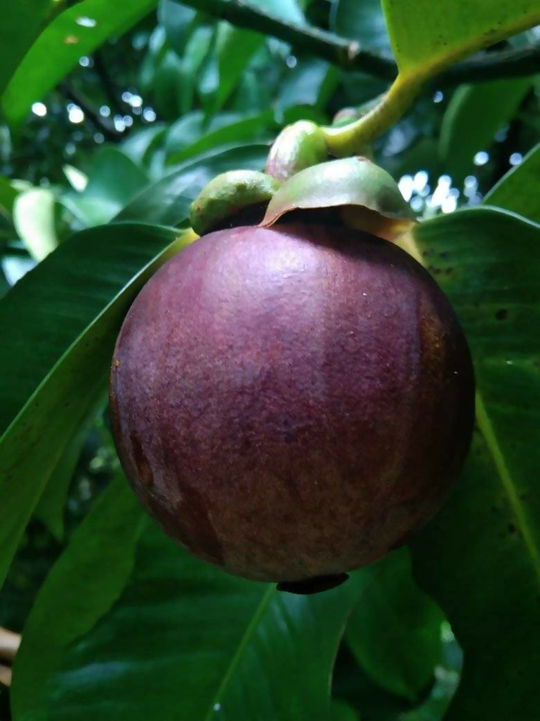 Mangosteen Fruit Plants (Garcinia Mangostana)