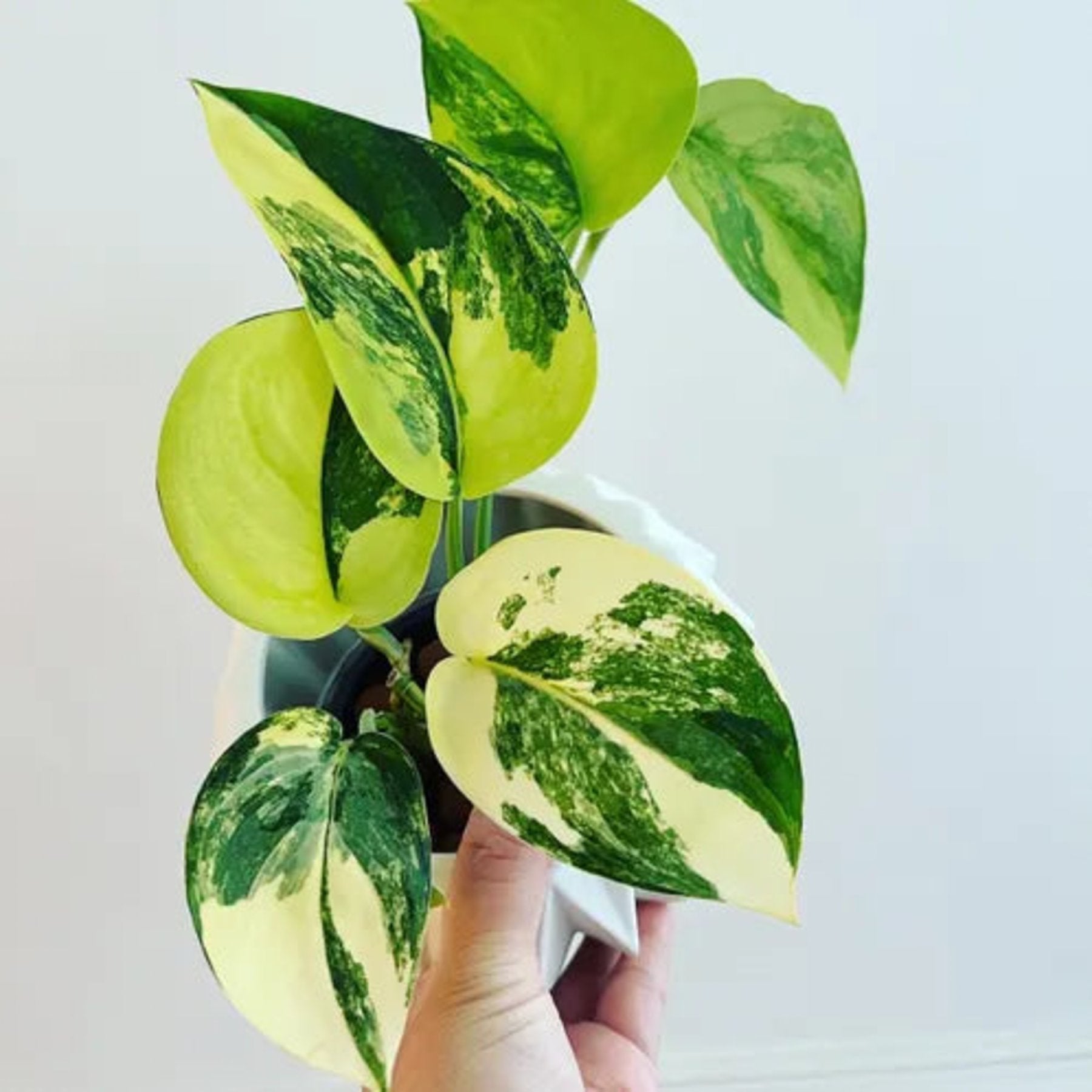 Scindapsus Jade Satin Variegated – Scindapsus Jade Satin Aurea Variegated foliage in natural light – Foliages India