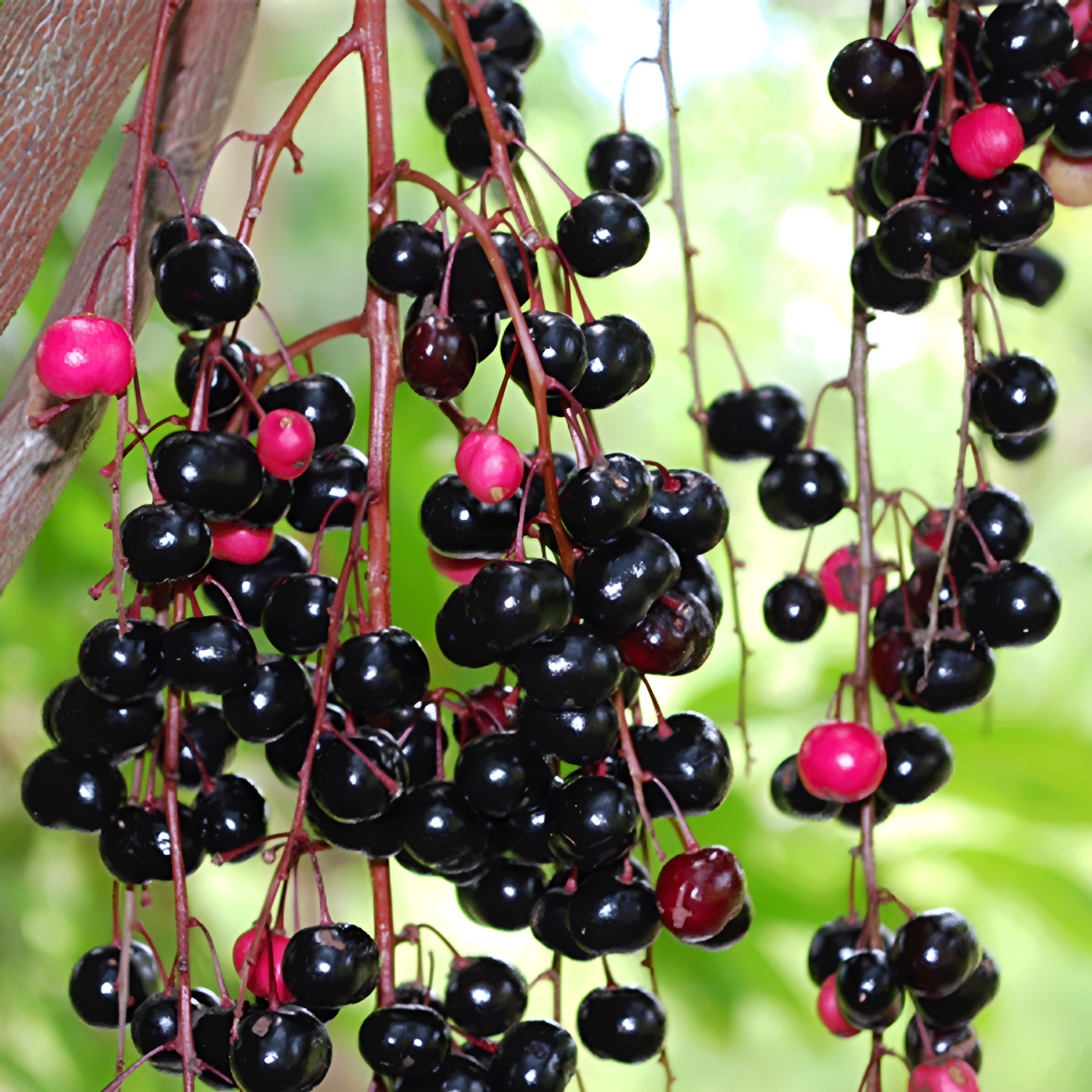 Chamaliang Fruit Plants (Lepisanthes Fruticosa)