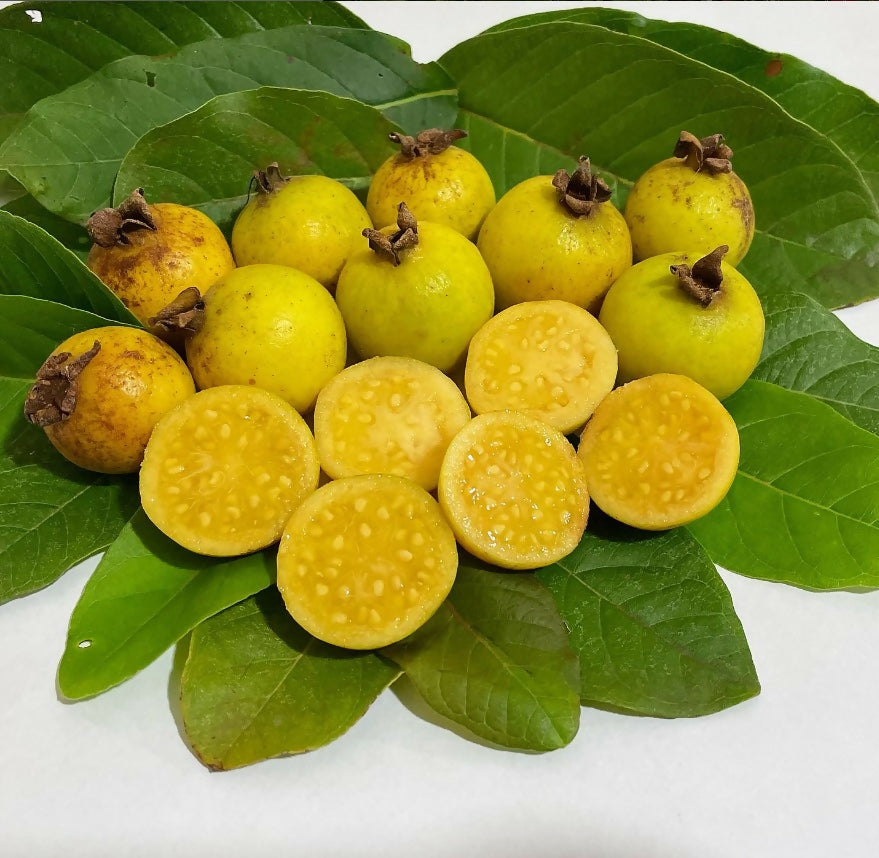Grape Guava Live Plant (Pdium guineense)