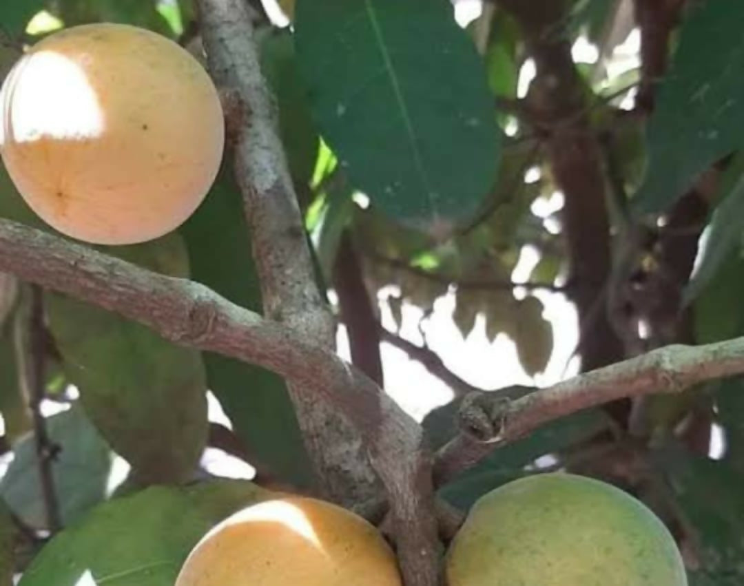 Gogo – Rare Tropical Sea Bean Live Grafted - Keyfarm Wayanad