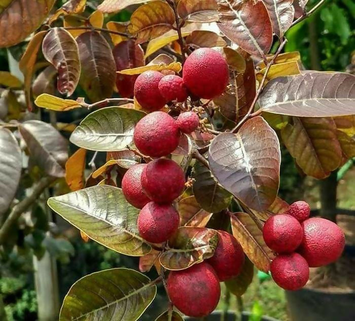 Ruby Longan Fruit Plant (Dimocarpus longan)
