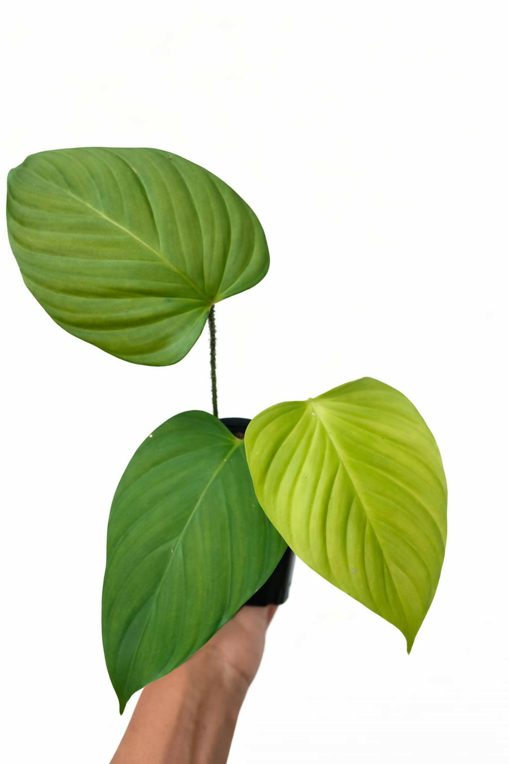 Philodendron Nagaritense