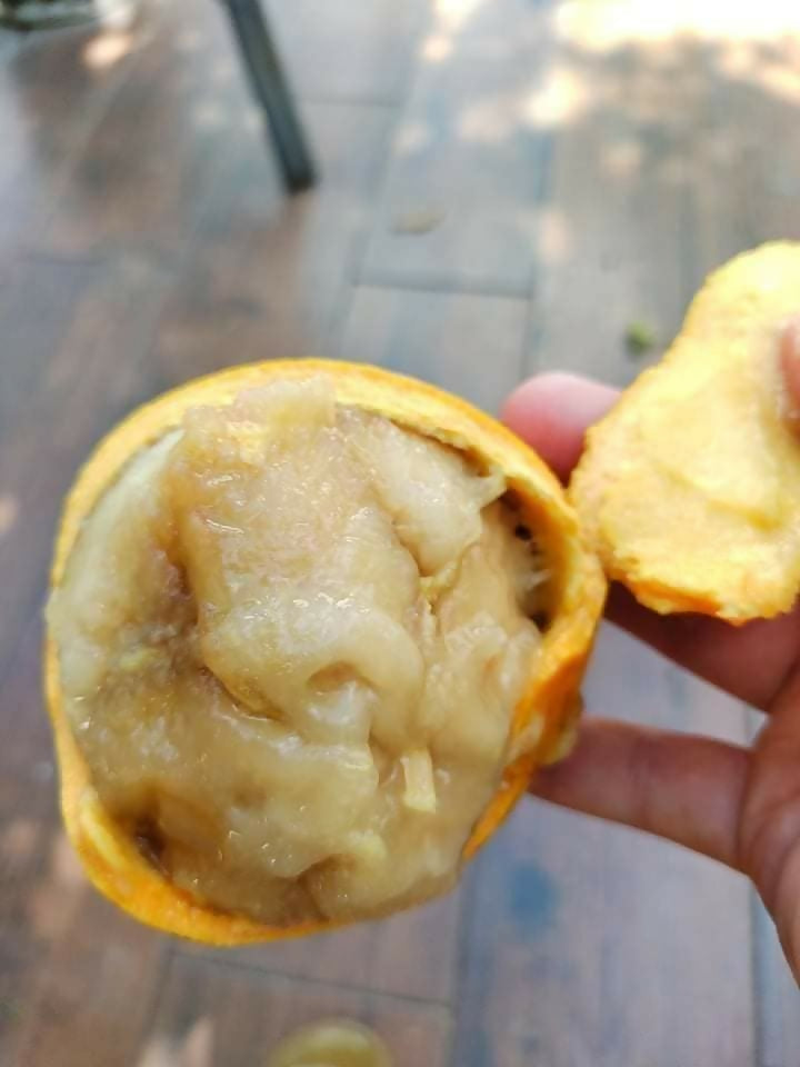 Gogo Fruit Plant (Salacia macrophylla)