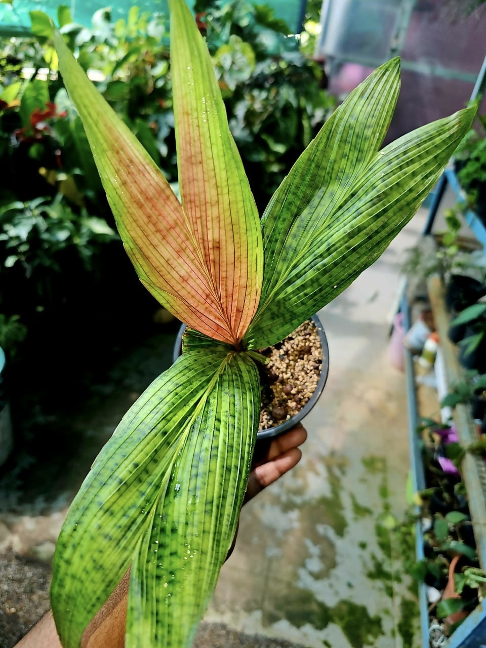 Calyptrocalyx micholitzii (Micholitz's Palm)