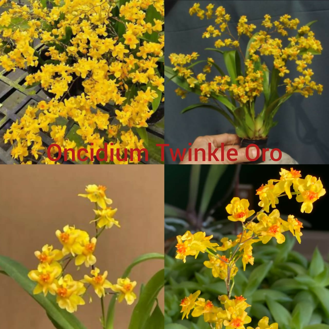 Oncidium Orchids Twinkle Oro