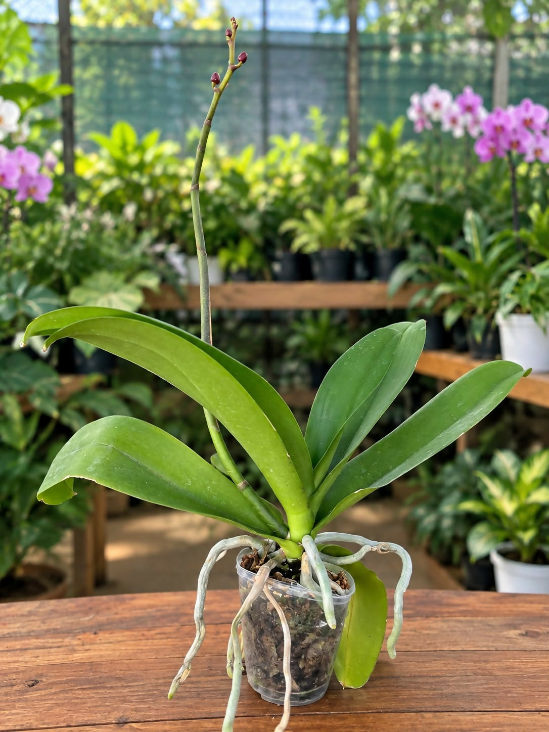 Phalaenopsis-KD040