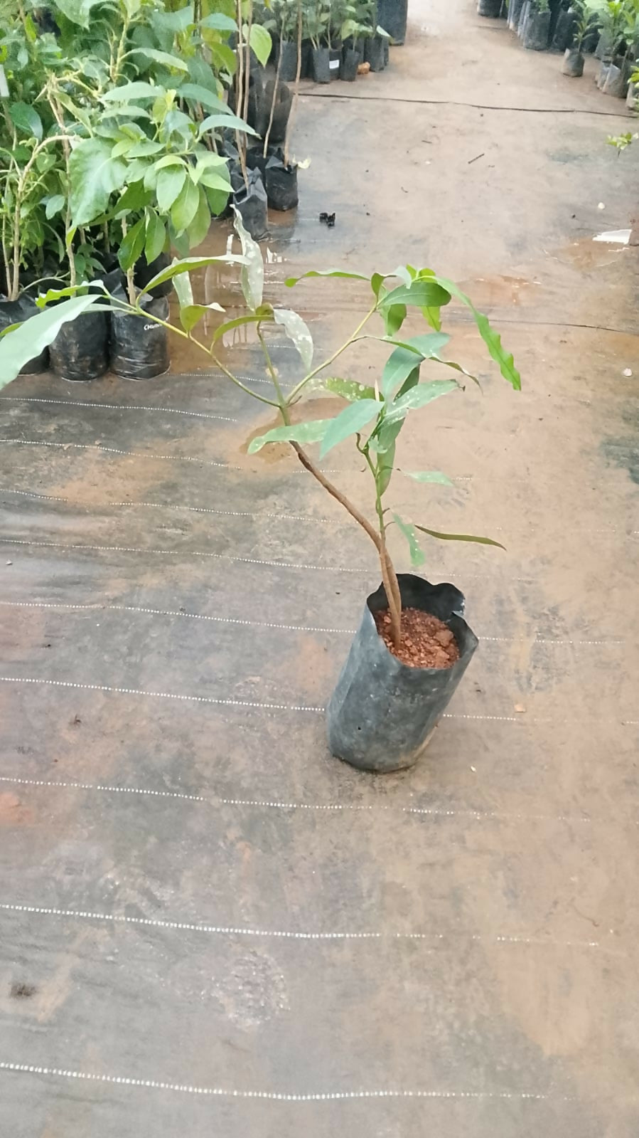 Lush, glossy green leaves of a young Achachairu plant