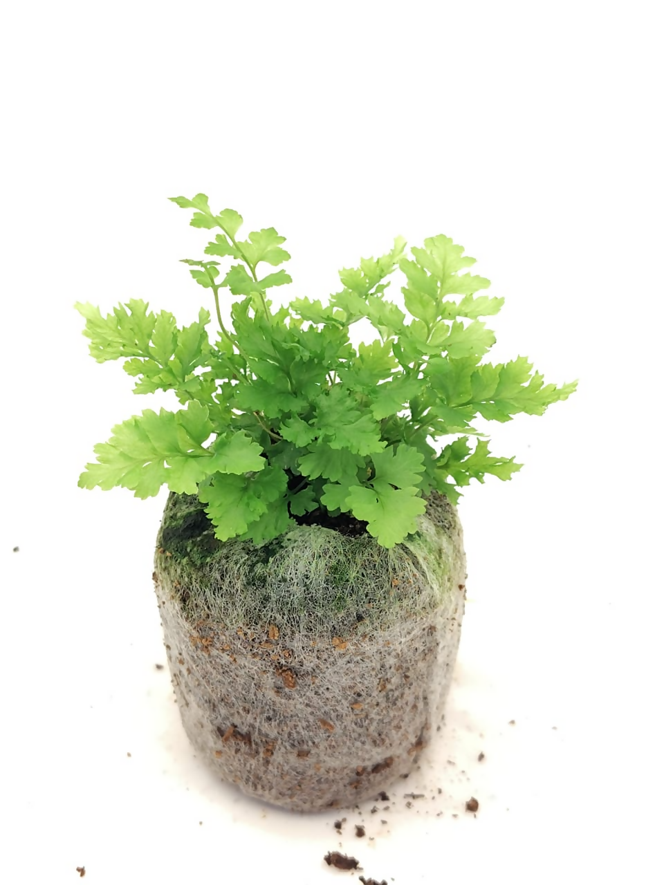 Dryopteris koidzumiana fern