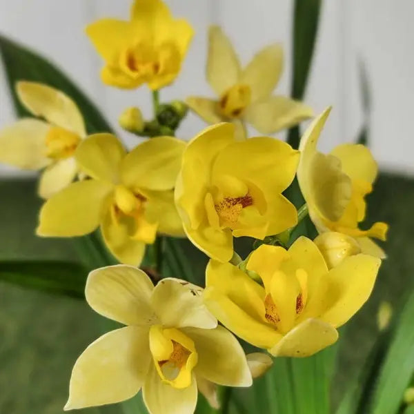 Spathoglottis Plicata Yellow Ground Orchid