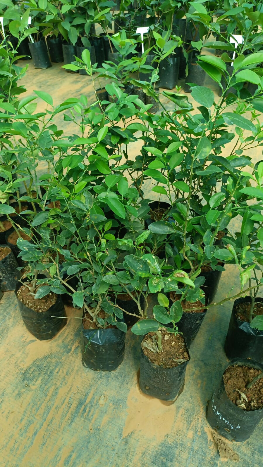 Baramasi Lemon – Live Grafted Exotic Fruit Tree - Keyfarm Wayanad
