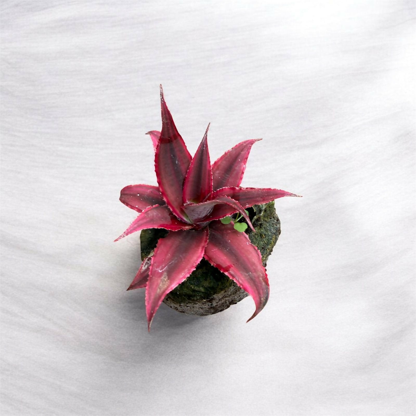 Cryptanthus combo- Jiffy sized