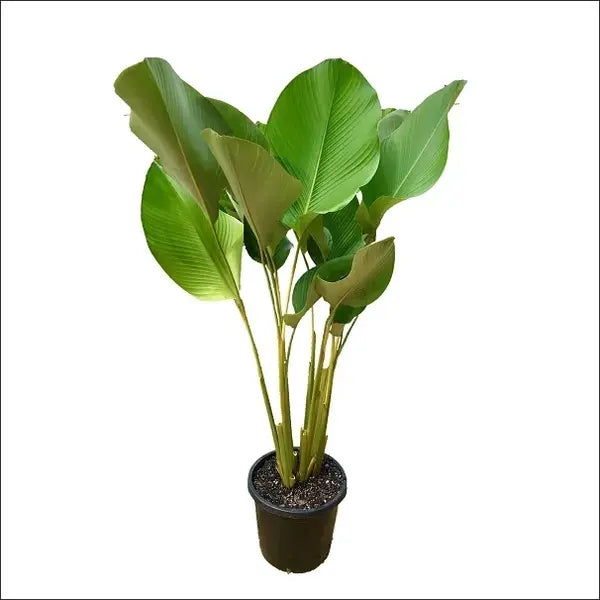 Calathea Lutea For Indoor