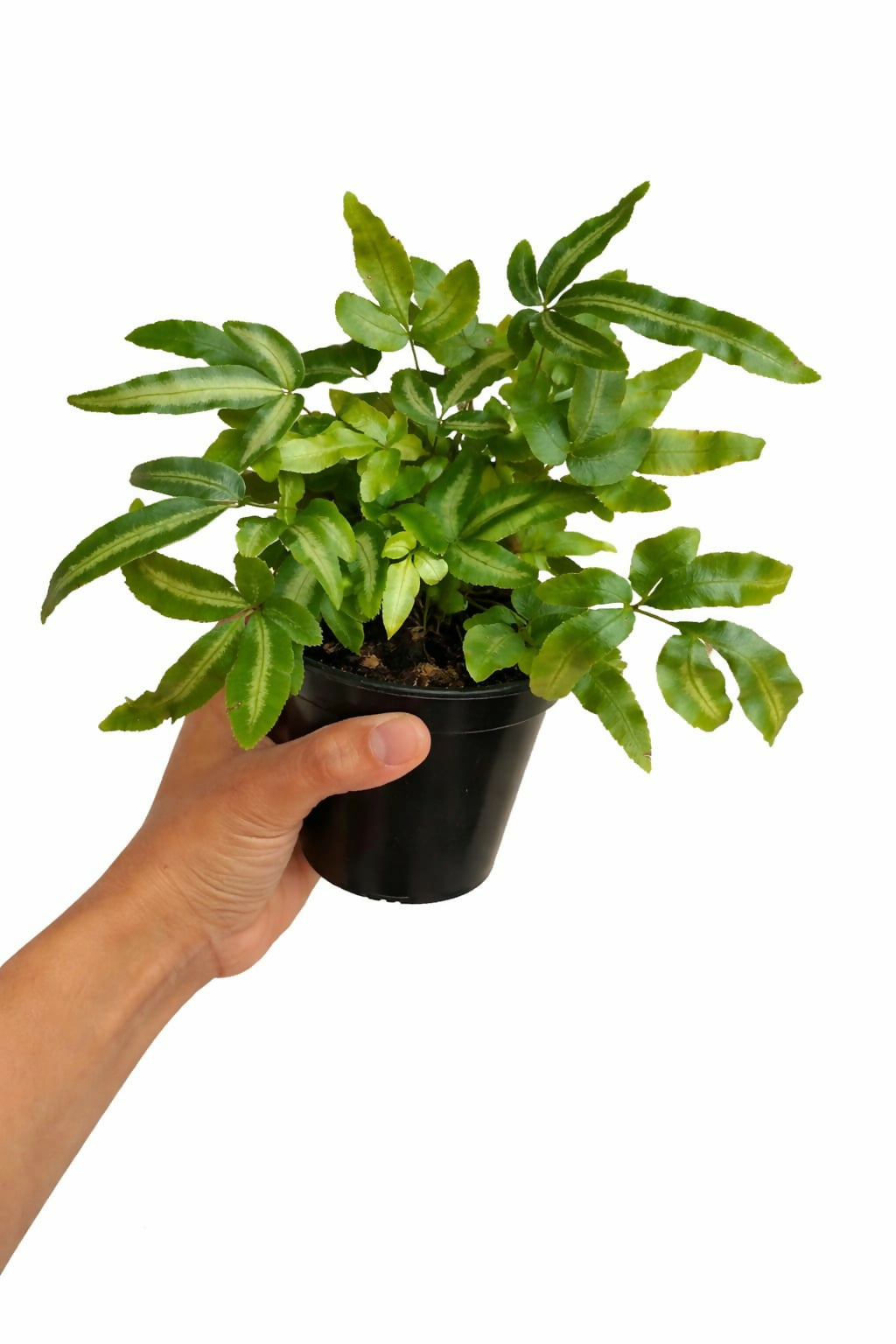 Silver Ribbon fern / Brake Fern