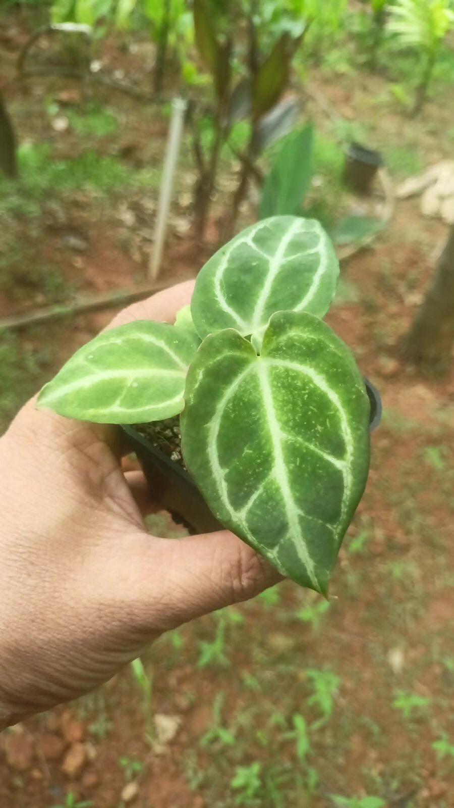 Plant Doctor 10-Pack Rare Foliage Anthurium Combo