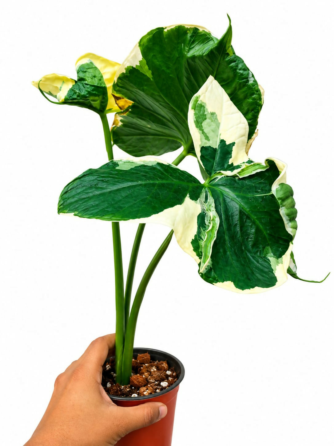 Alocasia Mickey Mouse- Rare Alocasia- Unique Tropical Foliage Plant