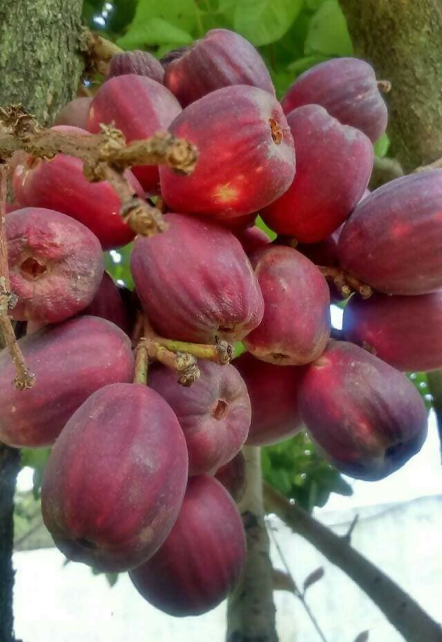 Jambu Bira Fruit Plant (Syzygium Sp)