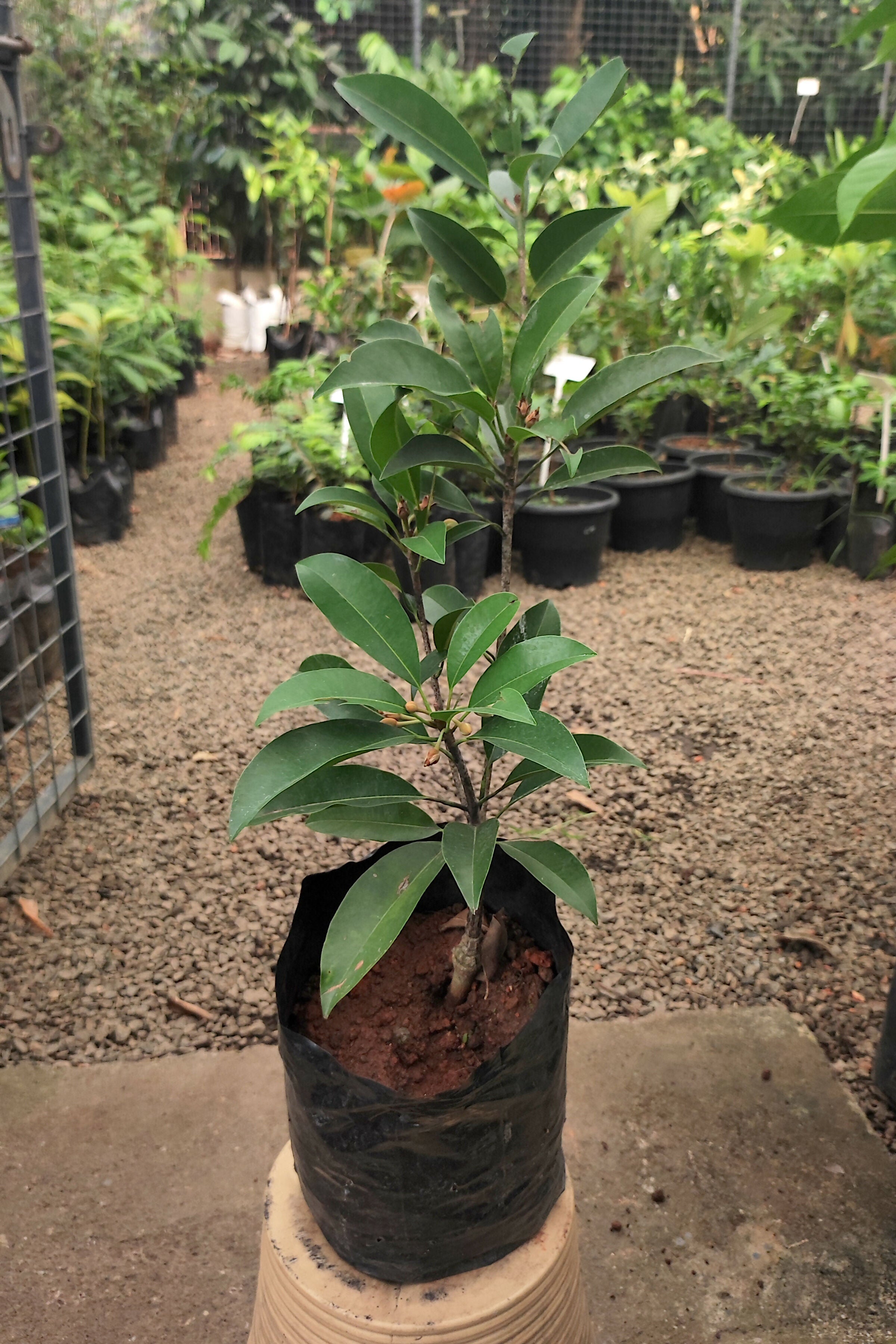 Chikku Sapote Fruit Plant (Manilkara Zapota)