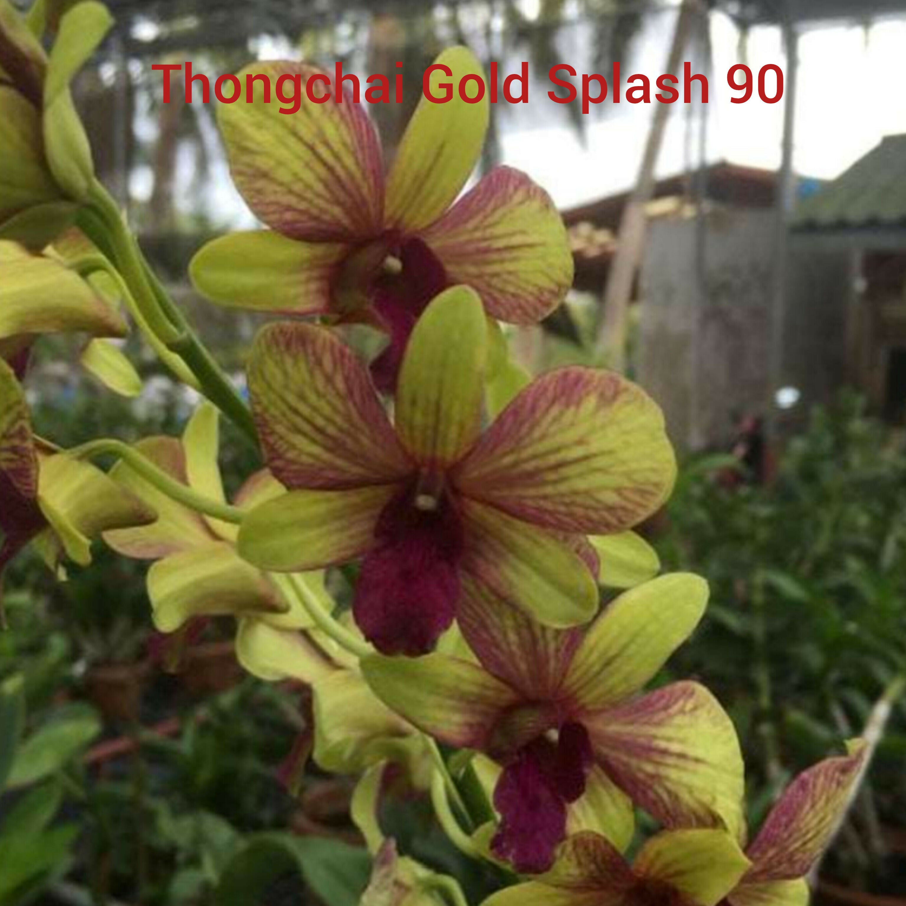 Dendrobium orchids combo of 10 ( set of 10)