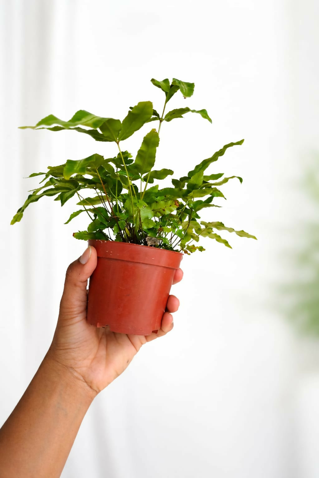 Silver Ribbon fern / Brake Fern