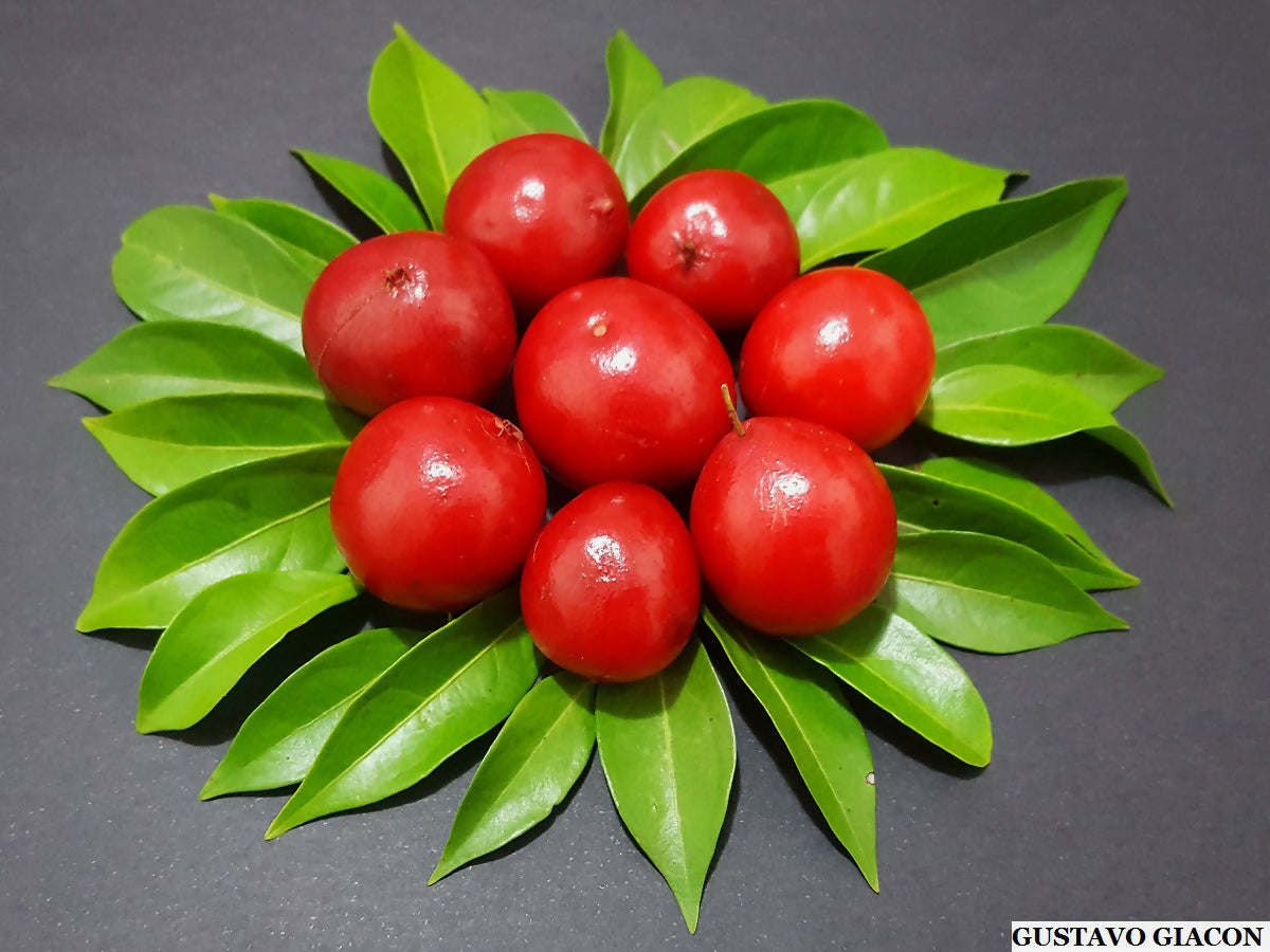 Ubaia Fruit plant (Eugenia patrisii)