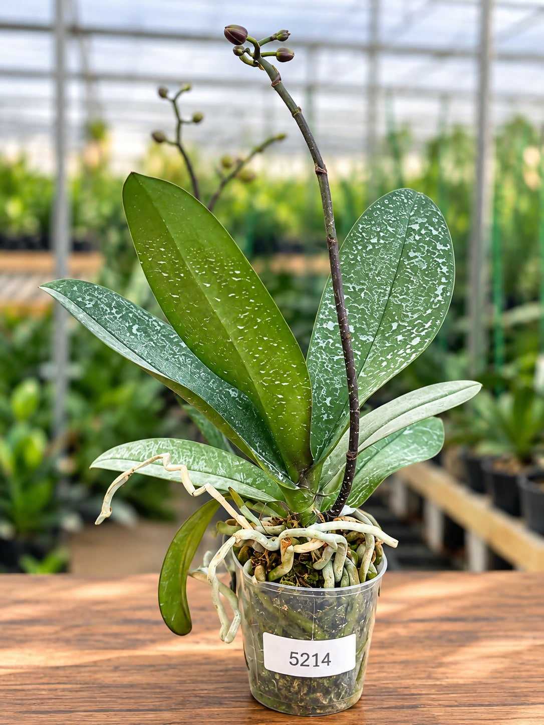 Phalaenopsis-5214