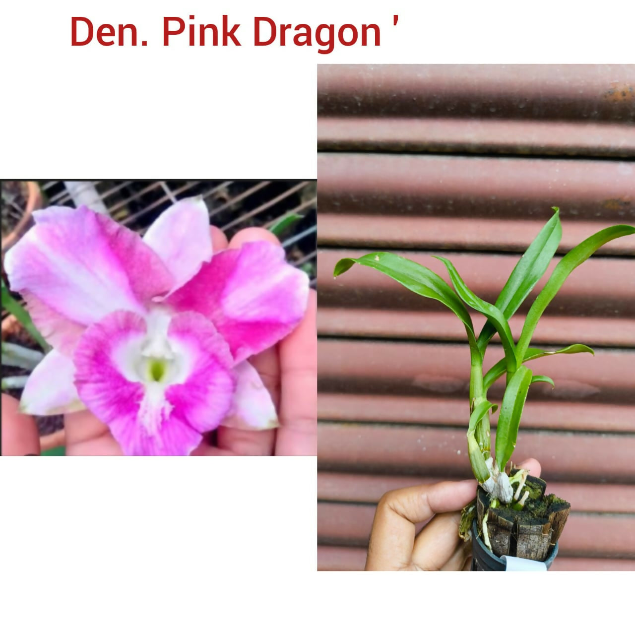 Dendrobium Orchid Pink Dragon