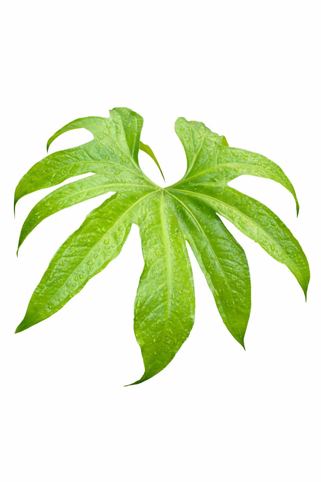 Anthurium Pedatoradiatum