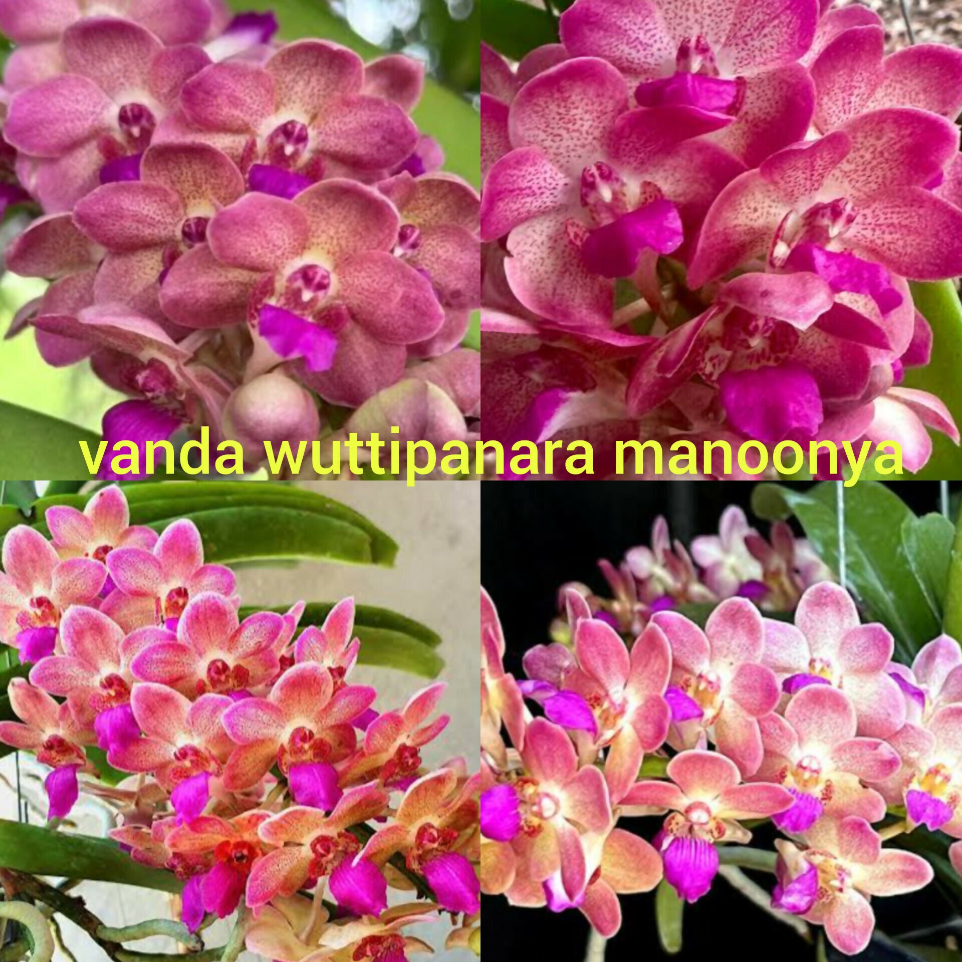 Vanda wuttipanara