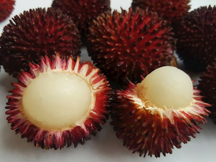 Pulasan Fruit Plants (Nephelium Mutabile)