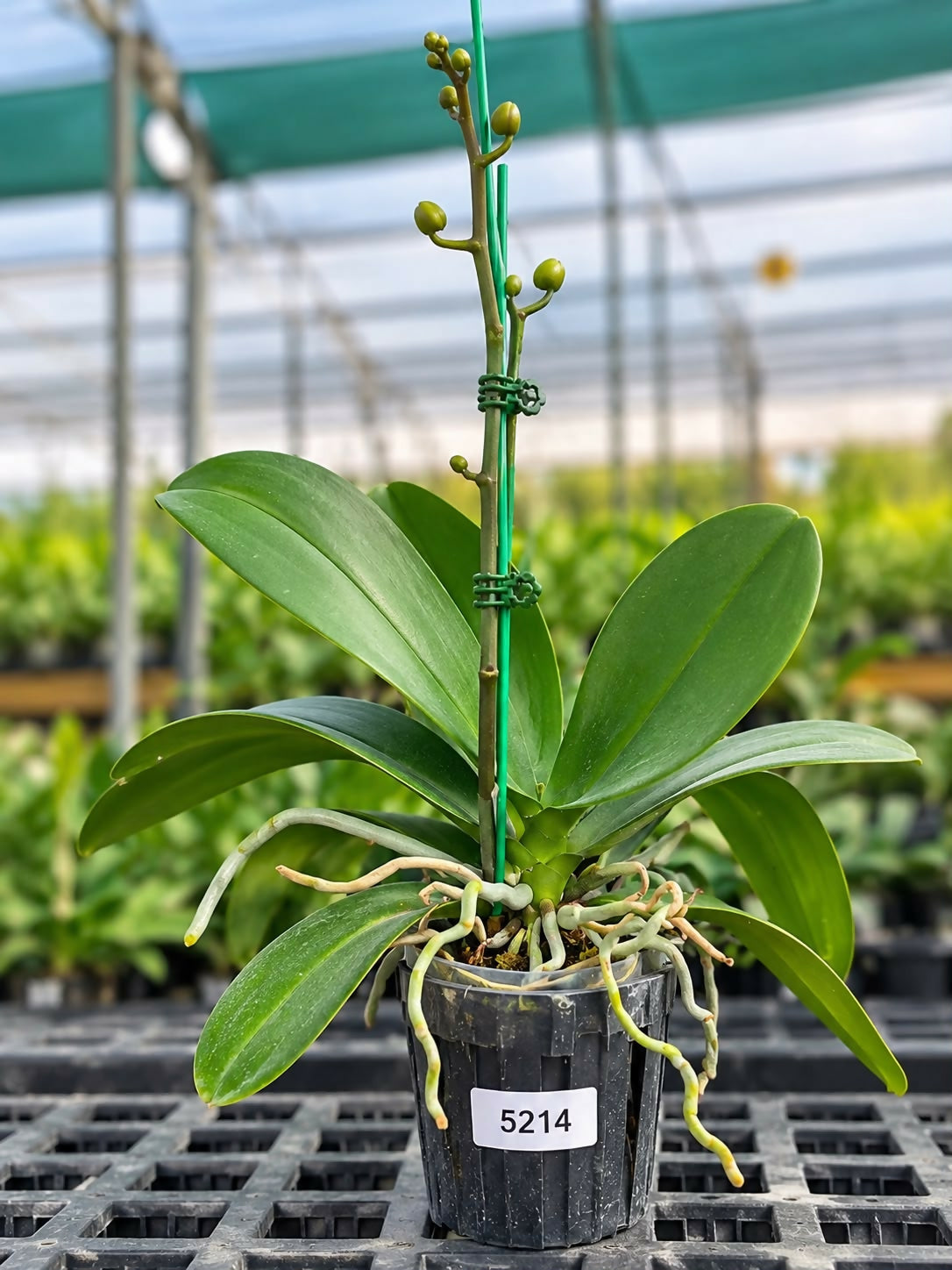 Phalaenopsis -45713