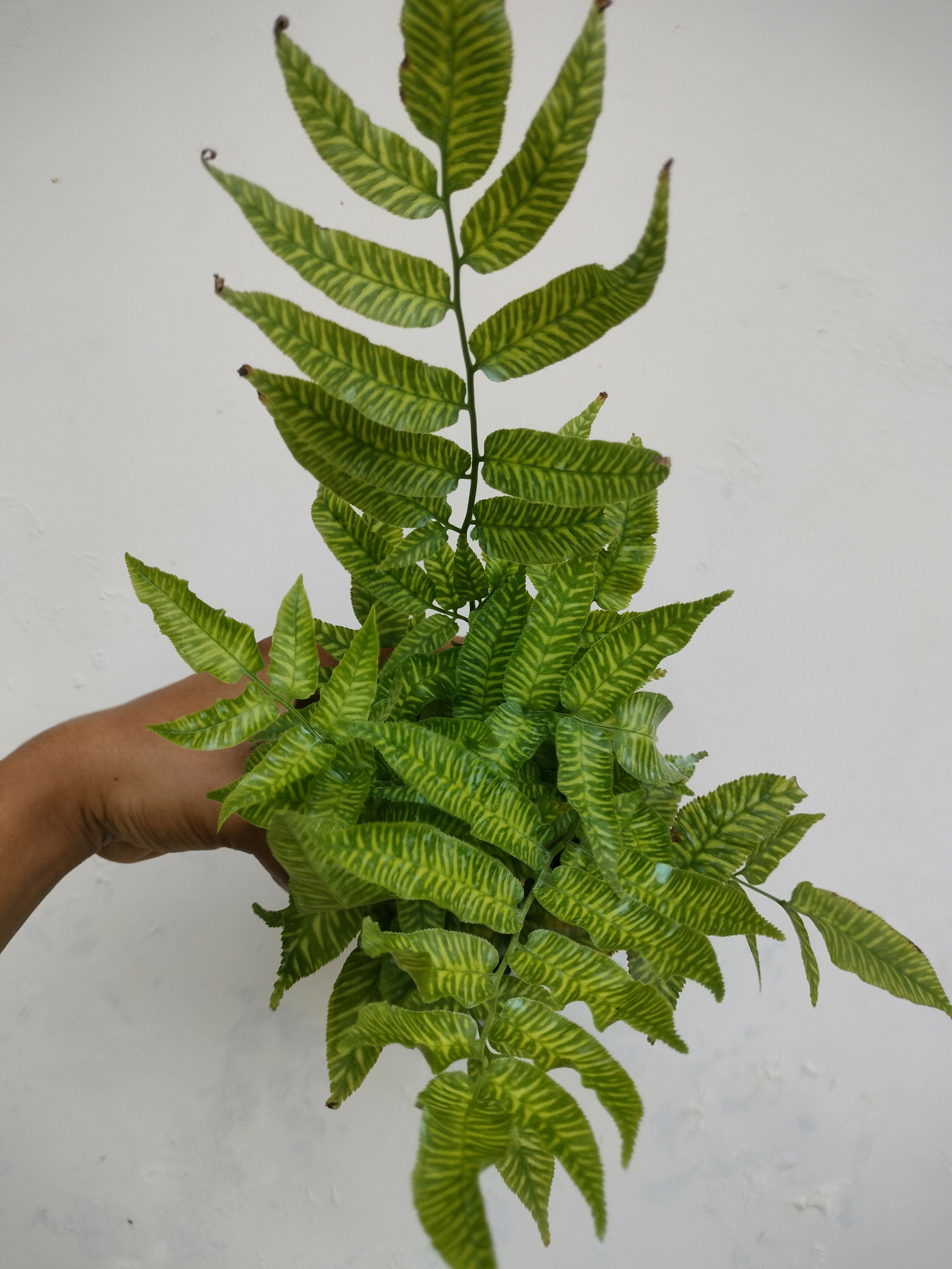 Golden zebra Fern