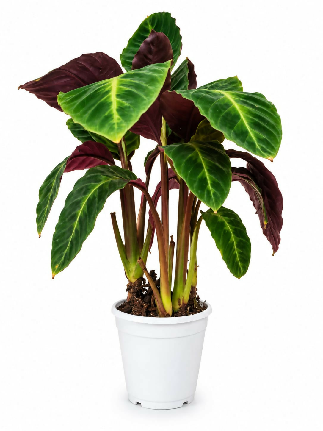 Calathea warscewiczii- Bushy Jungle Velvet Calathea - The Lush Flora