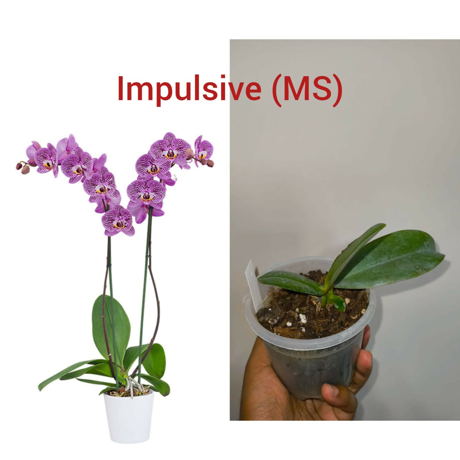 Phalenopsis Orchid- Impulsive (MS)